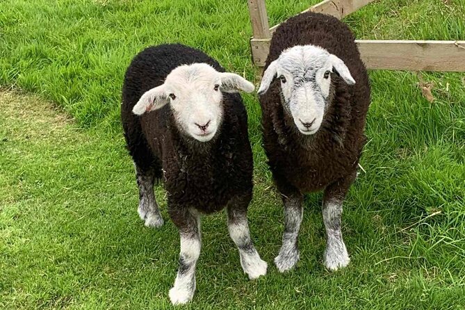 Tea With Naughty Sheep - Bottle Feeding and Bonding With Lambs
