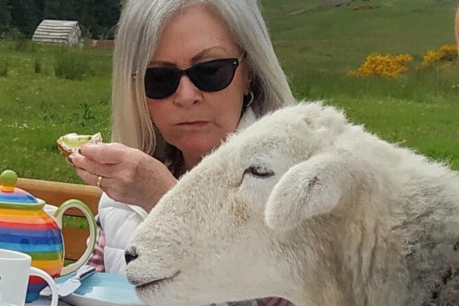 Tea With Naughty Sheep - Year-Round Joy With Gentle Creatures