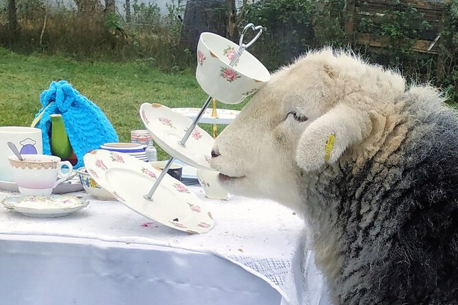 Tea With Naughty Sheep - Cancellation Policy