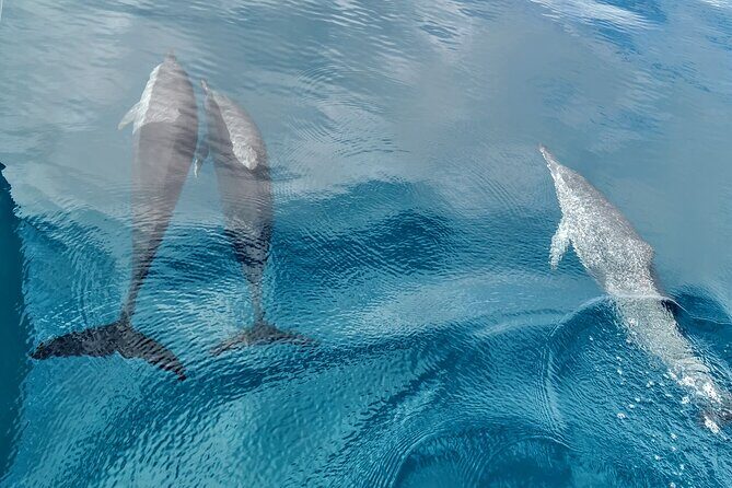 Teahupo'o Jurassic Tour and Private Diving - Authentic Insights from Past Guests