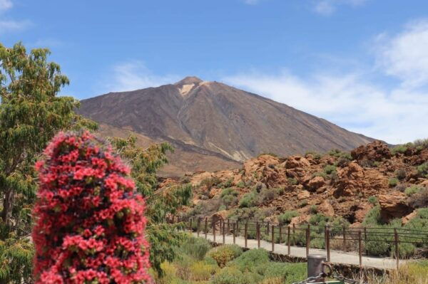 Teide National Park and Vilaflor ; Local Wine Tasting - Important Information