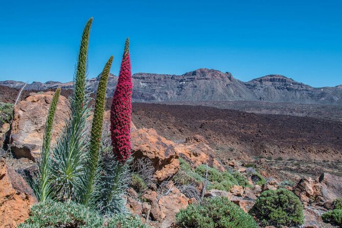 Teide National Park Full Experience With Professional Guide - Meeting and Pickup Details