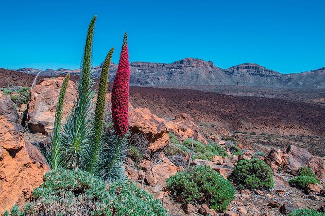 Teide National Park Half Day Tour With Hotel Pick up - Cancellation Policy