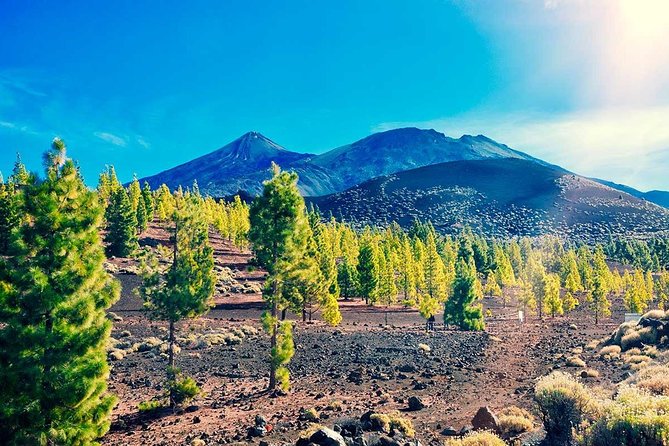Teide National Park Tour - Positive Tour Experiences