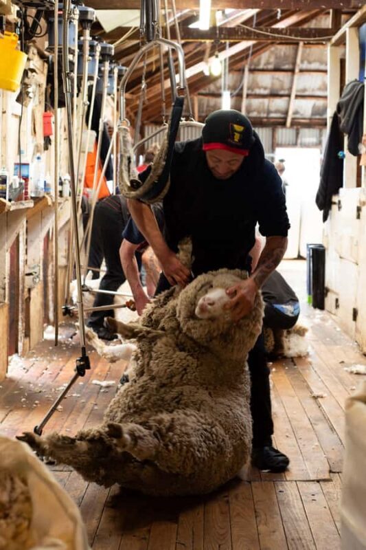 Tekapo: Merino Sheep Shearing and Sheepdog Demonstration - Why This Tour Is Worth Considering