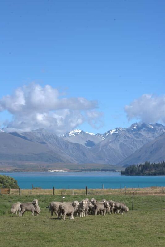 Tekapo: Merino Sheep Shearing and Sheepdog Demonstration - Final Thoughts