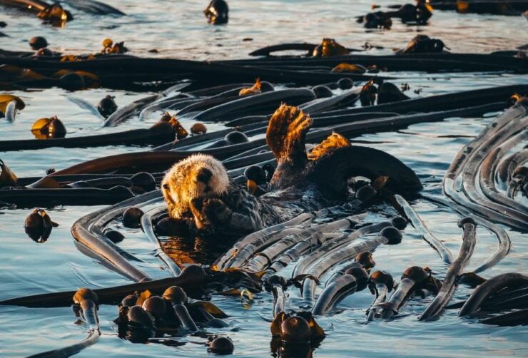 Telegraph Cove: 2 Hour Evening Kayak Tour - Good To Know