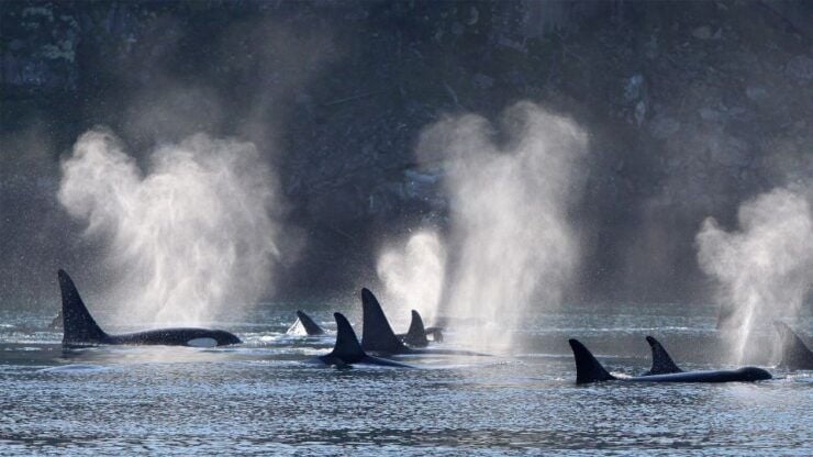 Telegraph Cove: Half-Day Whale Watching Tour - Booking Details