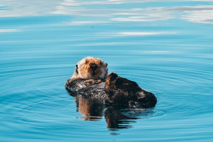 Telegraph Cove: Half-Day Whale Watching Tour - Experience Highlights
