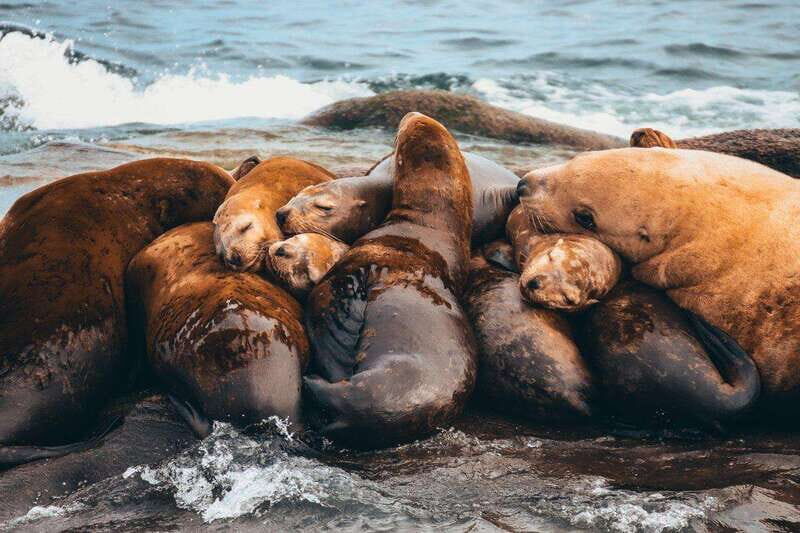 Telegraph Cove: Whale Watching Adventure with Free Photos - The Value of the Tour and Pricing
