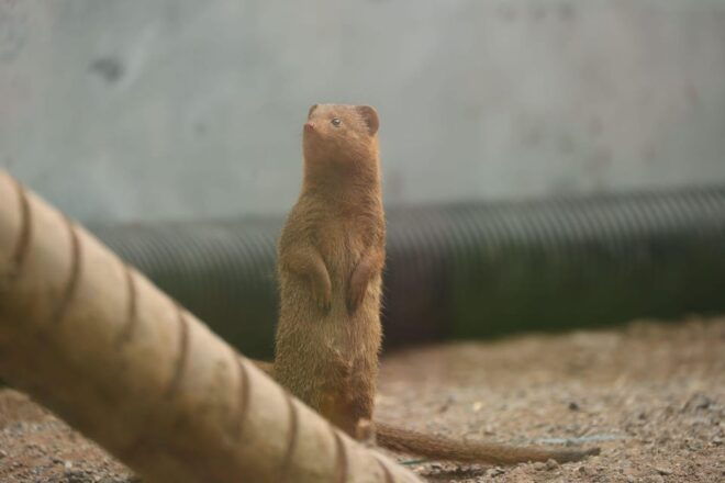 TELFORD: Hoo Zoo and Dinosaur World Entry Ticket - Visitor Experience