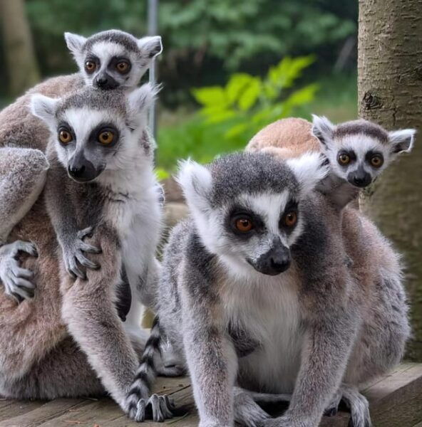 TELFORD: Hoo Zoo and Dinosaur World Entry Ticket - Getting to the Zoo
