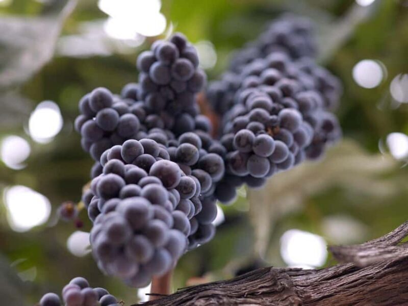 Temecula: 3-Winery Tour with Tastings and Lunch - Good To Know