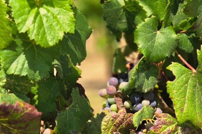 Temecula Uncorked: A Self-Guided Driving Tour of its Wineries - Starting Point: The Temecula Hotel & Historic Old Town