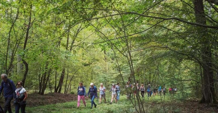 Temple Forest: Shiatsu Wellness Hike - Pricing and Duration