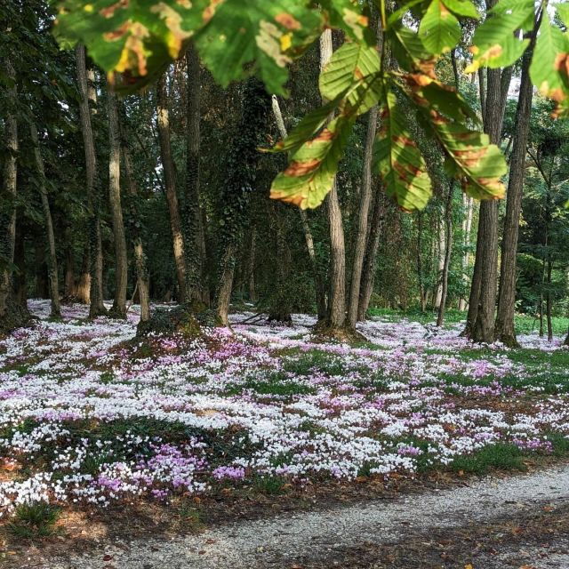 Temple Forest: Shiatsu Wellness Hike - Live Tour Guide and Cancellation Policy