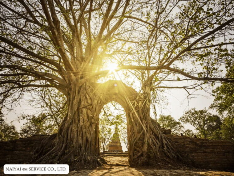 Temple Visits in Ayutthaya and a Walk Through History. - Explore Wat Mahathat