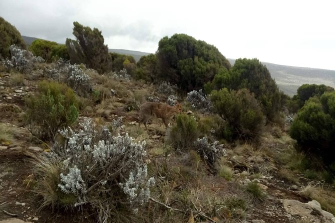 Ten Days Kilimanjaro Climbing Lemosho Route - Trekking Details