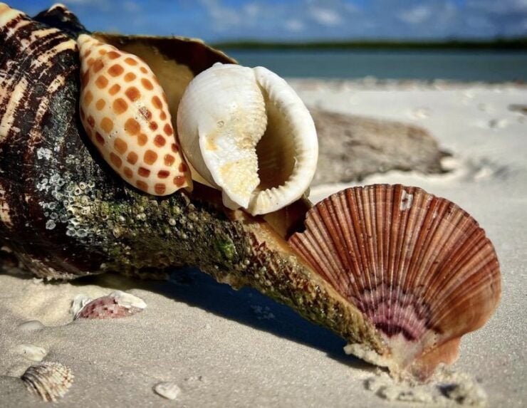 Ten Thousand Islands: 4-Hour Private Shelling Tour - Tour Highlights