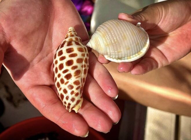 Ten Thousand Islands: 4-Hour Private Shelling Tour - Breathtaking Island Beauty