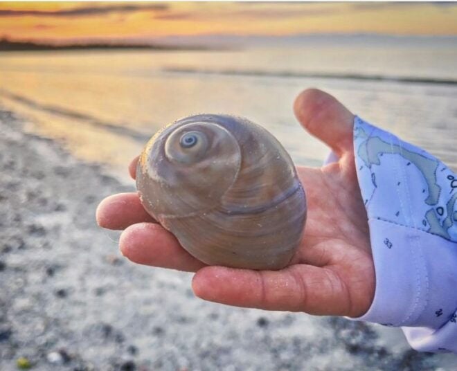 Ten Thousand Islands: 4-Hour Private Shelling Tour - Abundant Beach Combing