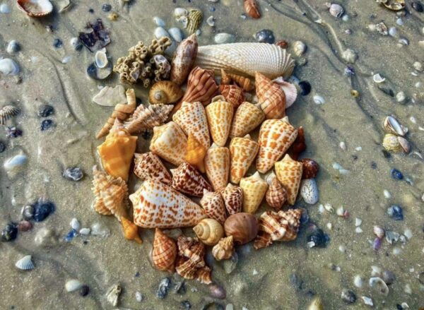 Ten Thousand Islands: 4-Hour Private Shelling Tour - Participant Selection and Date Availability
