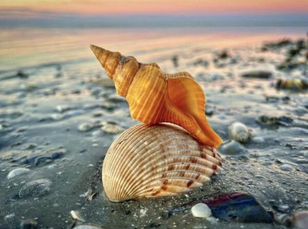 Ten Thousand Islands: 4-Hour Private Shelling Tour - Meeting Point and Testimonial
