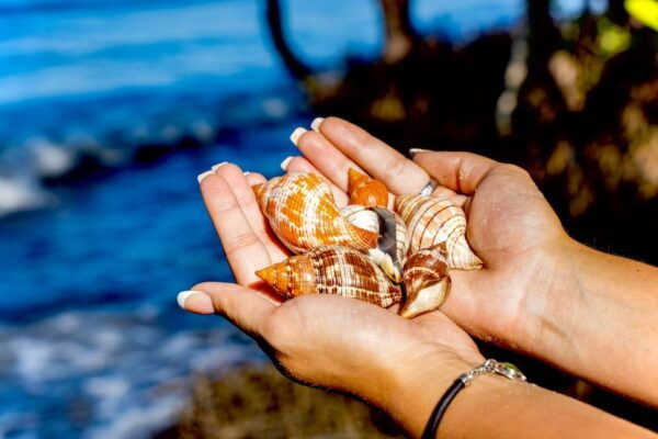 Ten Thousand Islands: 4-Hour Private Shelling Tour - Common Questions