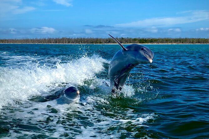 Ten Thousand Islands Eco/Dolphin Tour - An In-Depth Look at the Ten Thousand Islands Eco/Dolphin Tour