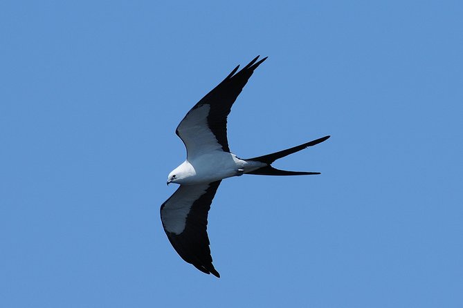 Ten Thousand Islands Small-Group Boat Tour From Marco Island  - Naples - Customer Reviews and Experiences