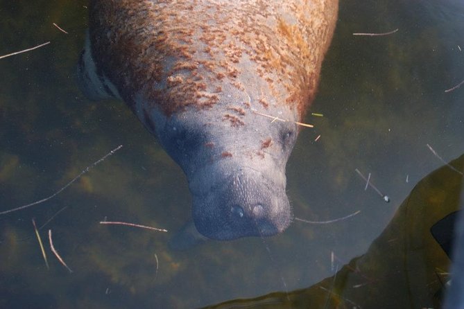 Ten Thousand Islands Small-Group Wildlife and Shelling Tour  - Naples - Common Questions