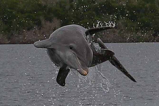 Ten Thousand Islands Small-Group Wildlife and Shelling Tour  - Naples - The Sum Up