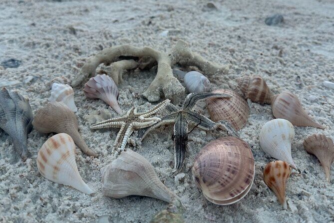 Ten Thousand Islands Sunset, Beach and Eco Tour - The Experience: An In-Depth Look