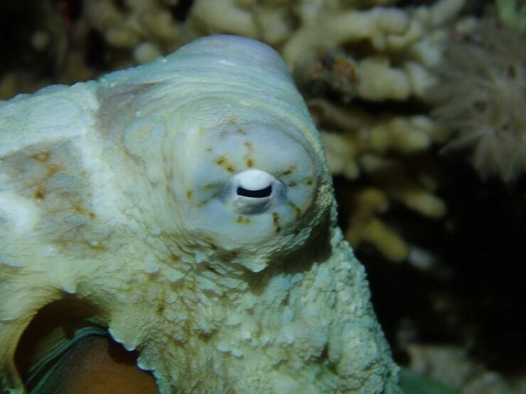 Tenerife: 2-Dive Private Scuba Discovery Course - Experience Highlights