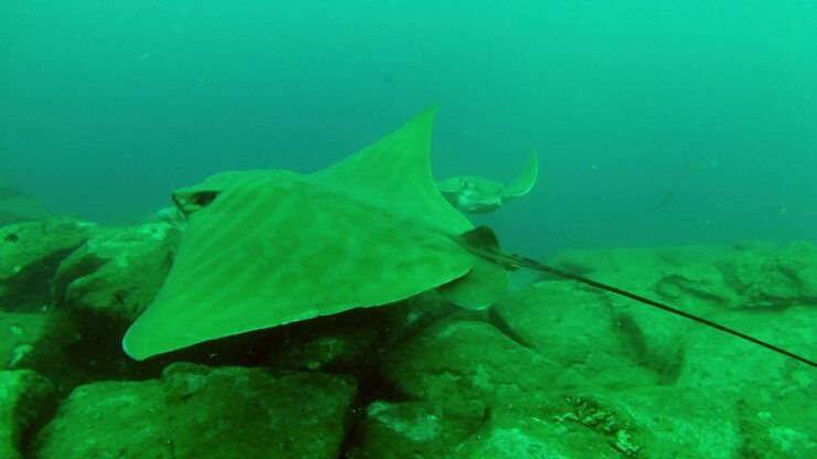 Tenerife: 2 Diving Sessions for Certified Divers - Dive Sites for Certified Divers
