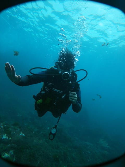 Tenerife - 2 Guided Dives for Certified Divers - Half Day - Pricing and Inclusions