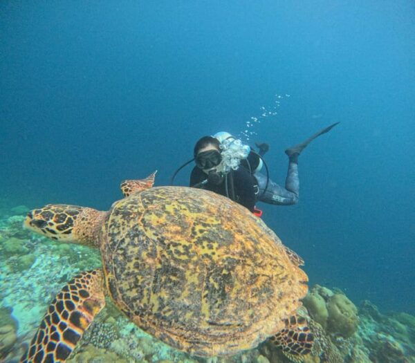 Tenerife - 2 Guided Dives for Certified Divers - Half Day - Online Registration