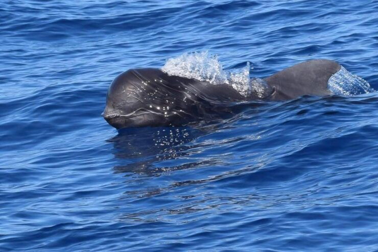 Tenerife: 3 &-6 Hour Private Whale & Dolphin Watching - Activity Information