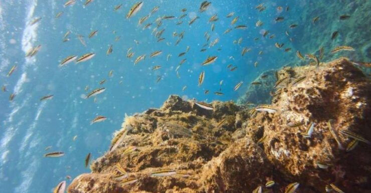 Tenerife: 3 Day/6 Dives Open Water Diver Course - Dive Details