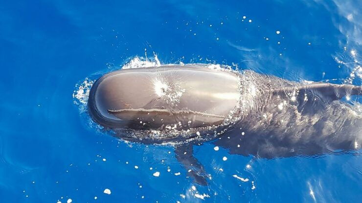 Tenerife: 3-Hour Luxury Sail With Food and Snorkeling - Booking and Logistics