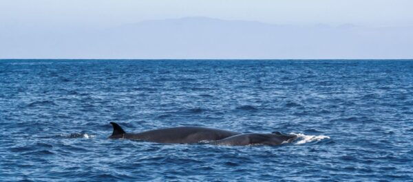 Tenerife: 3-Hour Luxury Sail With Food and Snorkeling - Additional Details