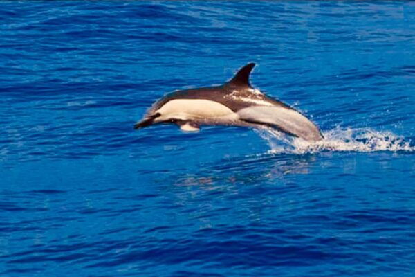 Tenerife: 3-Hour Luxury Sail With Food and Snorkeling - Common Questions