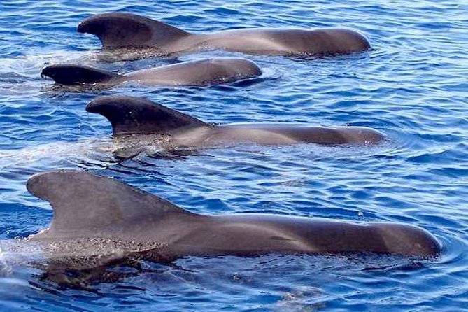 Tenerife 3-Hour RIB Whale and Dolphin Watching Cruise - Pricing and Booking