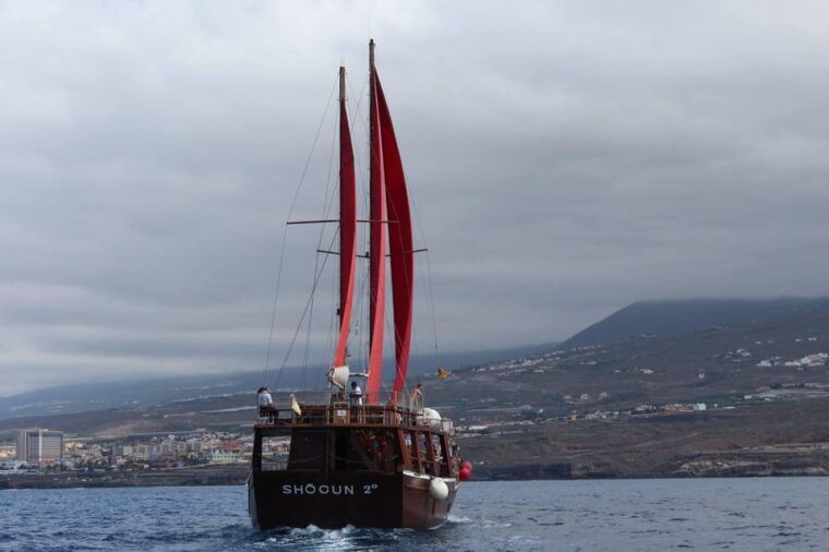 Tenerife: 5-Hour Whales and Dolphins Tour - Transportation and Pickup
