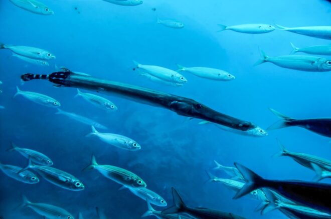 Tenerife: 50-Minute Submarine Dive - Review Summary