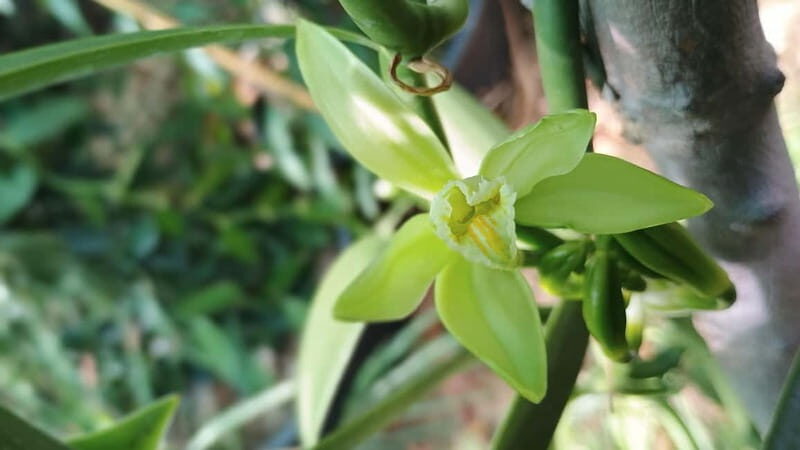 Tenerife: A tour in a food forest and a vanilla cultivation - Good To Know