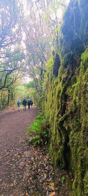 Tenerife: Anaga, Magical Forest - Immerse Yourself in Tenerifes Magical Landscapes