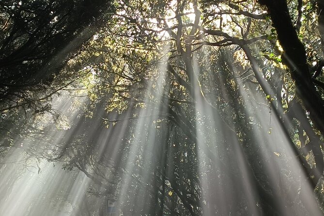 Tenerife: Anaga Mountains and Laurel Forest Hiking Tour - Tour Confirmation and Booking