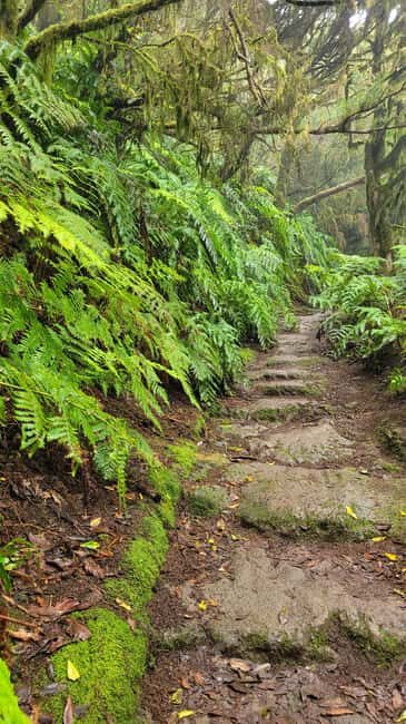 Tenerife Anaga Mountains: Circular hike in the laurel forest  small group max. 10 - Good To Know