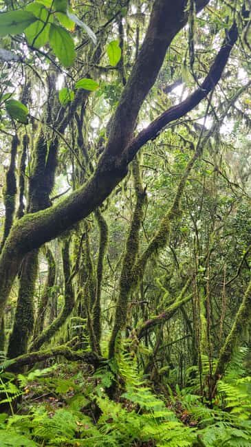 Tenerife Anaga Mountains: Circular hike in the laurel forest  small group max. 10 - Discovering Tenerife’s Anaga Mountains: What You Can Expect